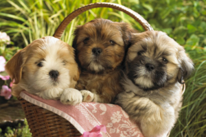 Cute Puppies 2702296474 300x200 - Cute Puppies 2 - Tiger, Puppies, Cute